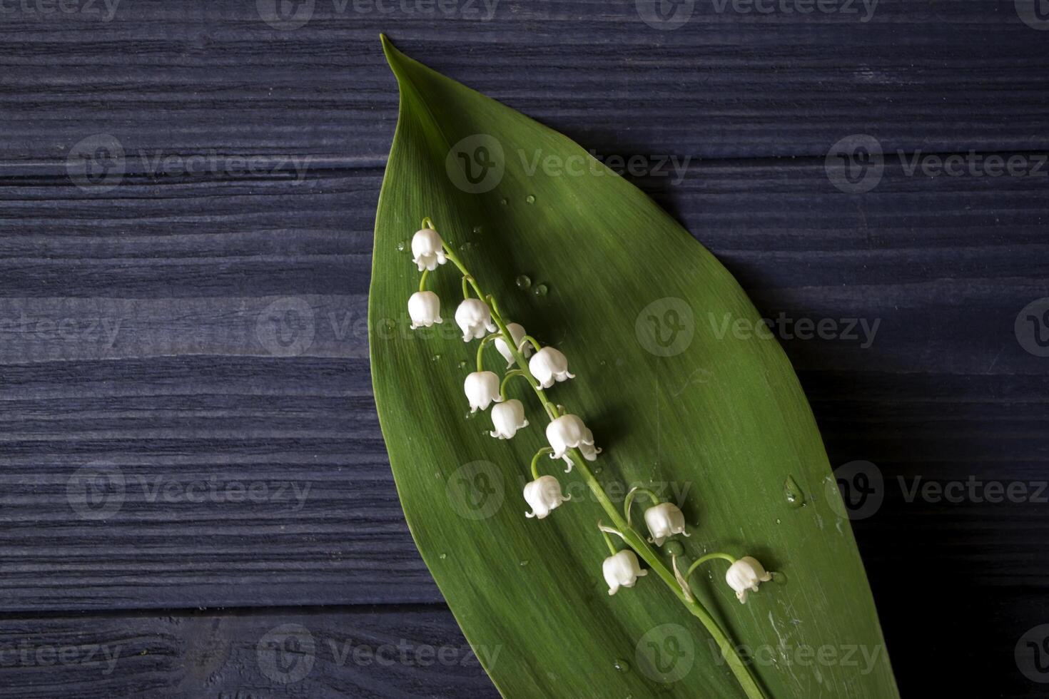 Lily of the valley on a dark blue wooden background. photo