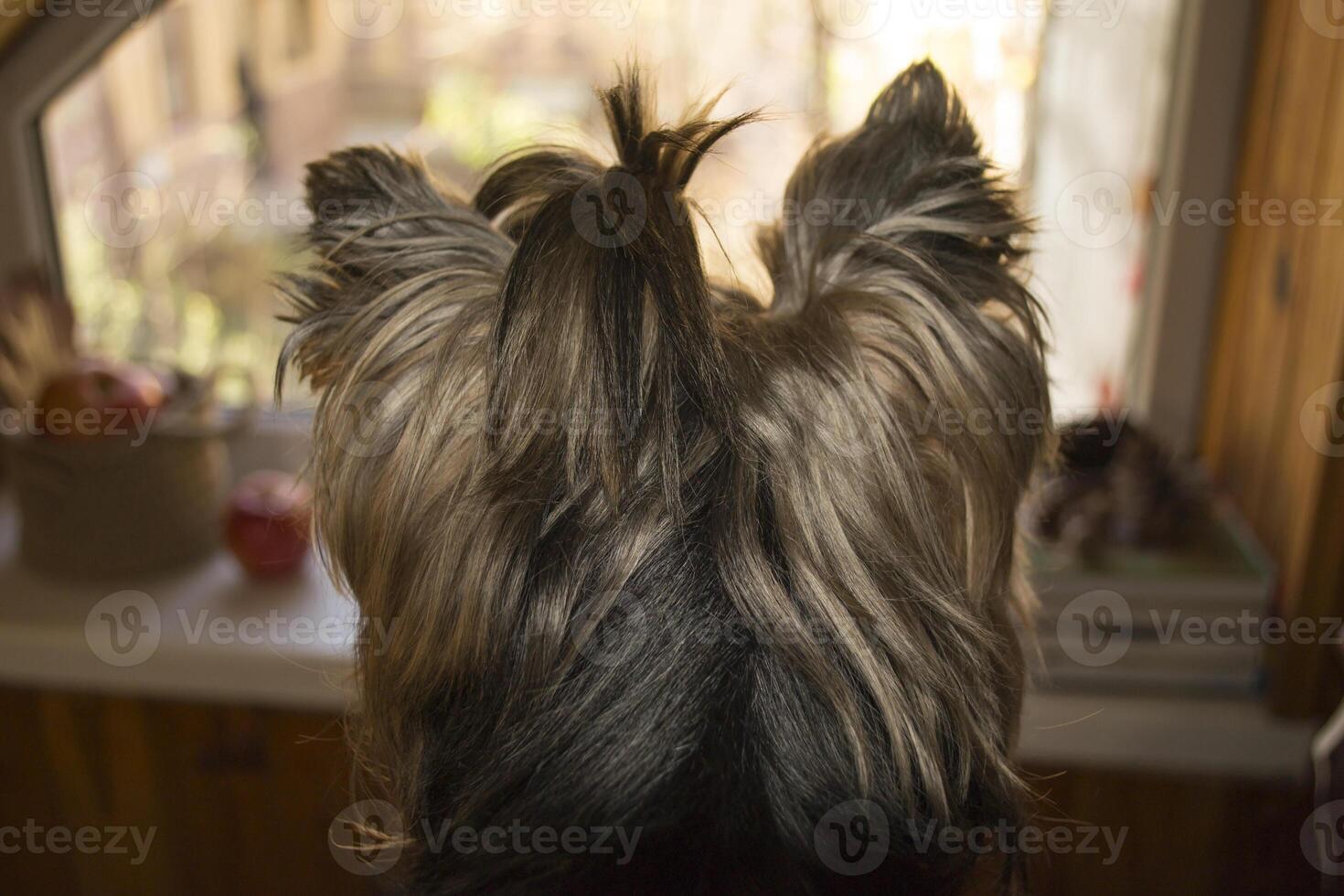 cabeza Disparo de Yorkshire terrier cuales mirando a ventana. foto