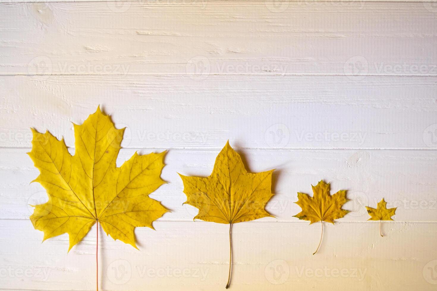 Autumn leaves on a white wooden background. Bright pattern. photo