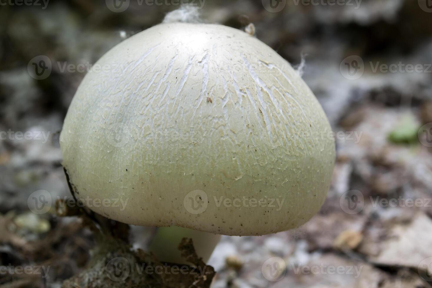 The poisonous mushrooms on trunk of tree. photo