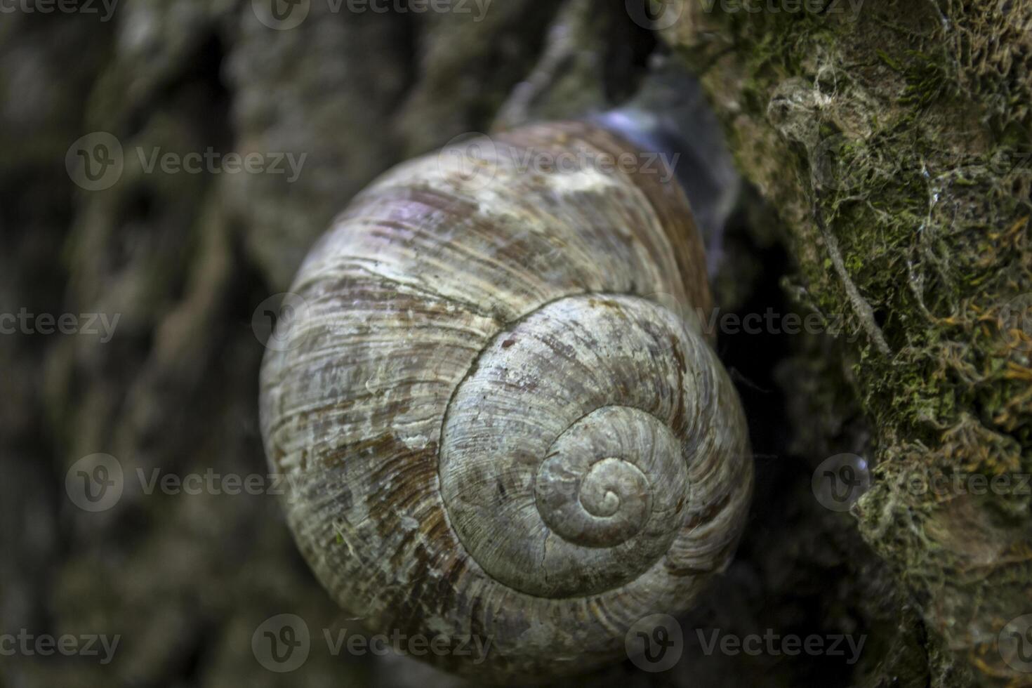 Snail shell on the trunk of tree. photo