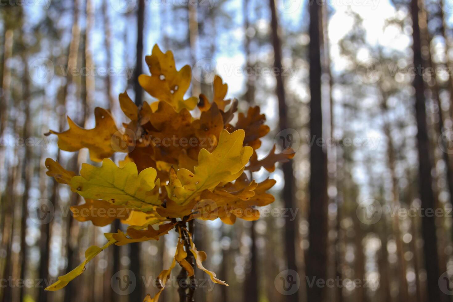 The yellow leaves of an oak tree. Fallen leaves. The branch of oak in female hand against a forest background. photo