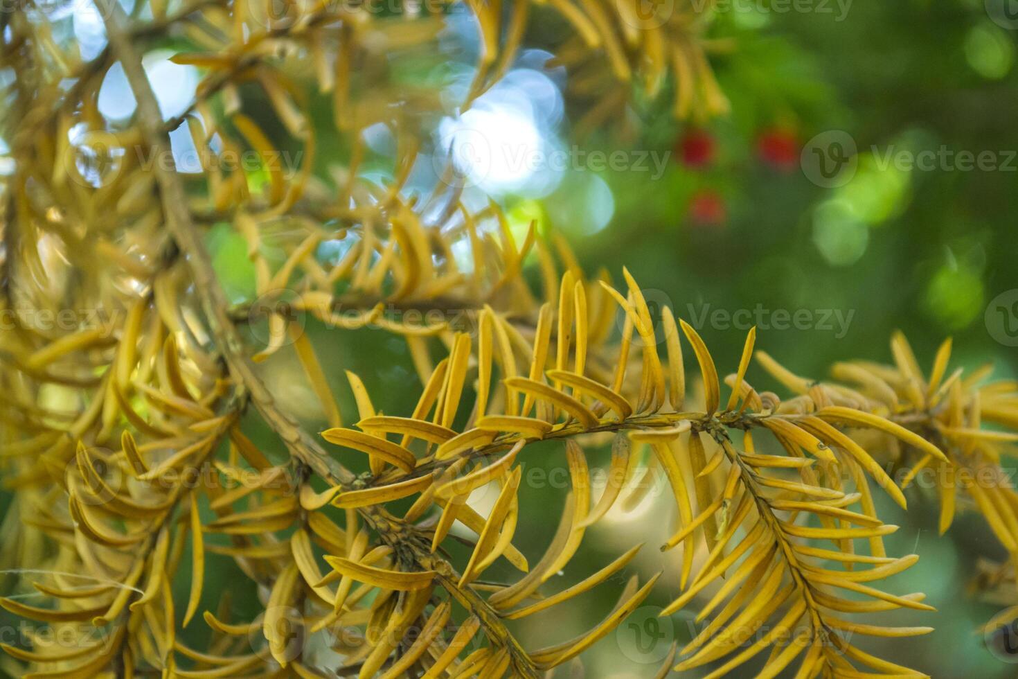 The dry branch of fir-tree. Macro shot. photo