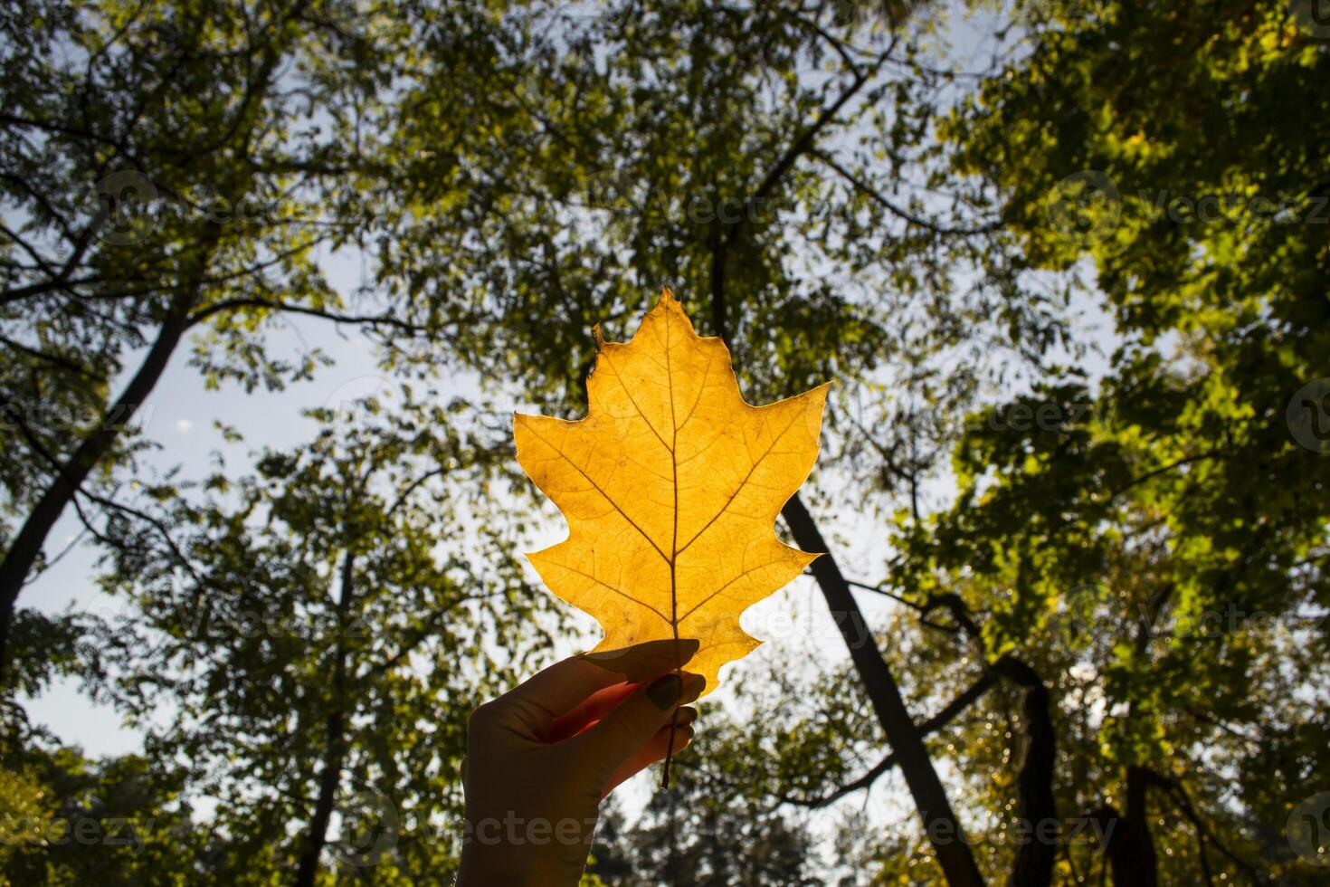 Girl holding yellow leaf of oak. Close up. photo