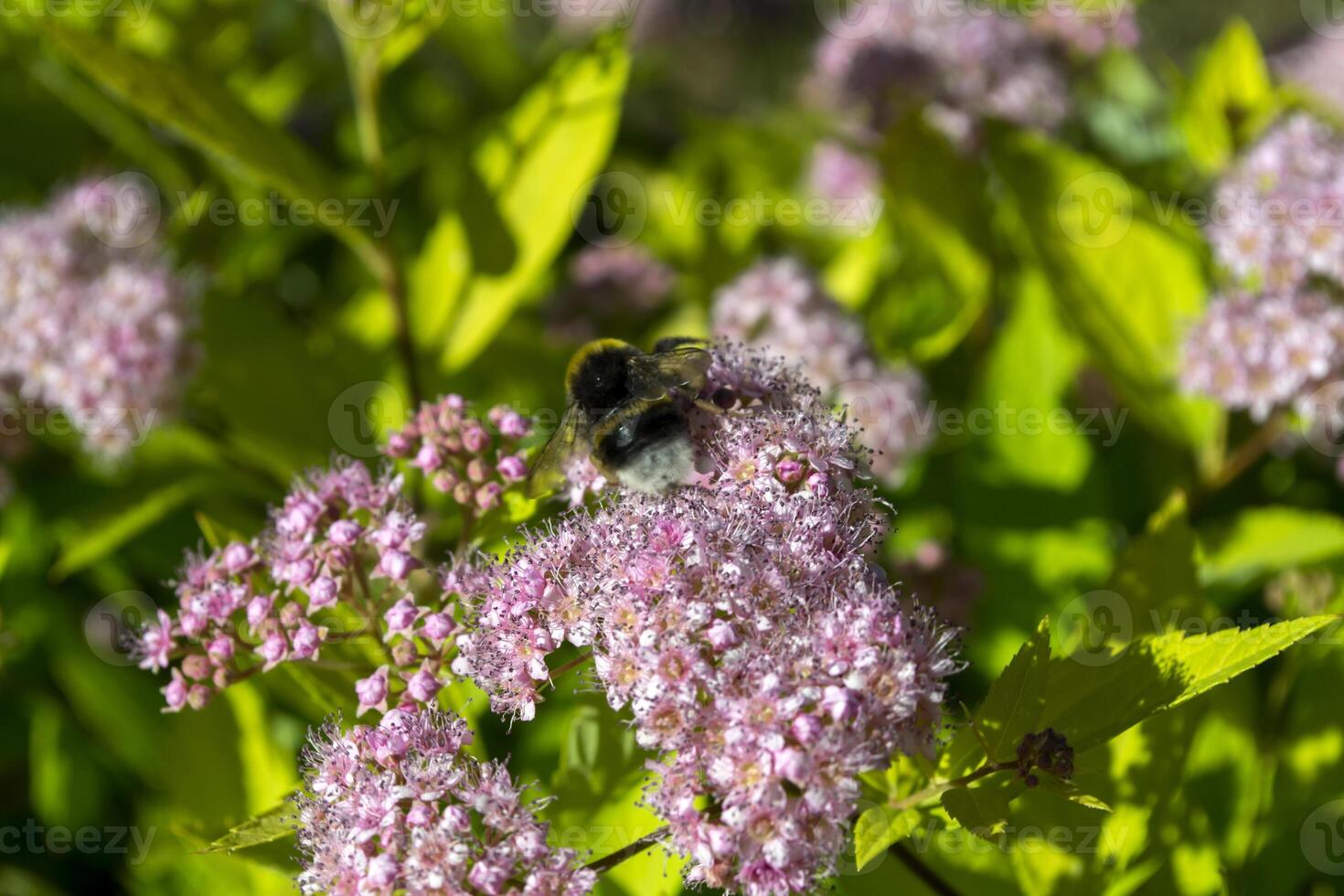 The bee on a blooming shrub. photo