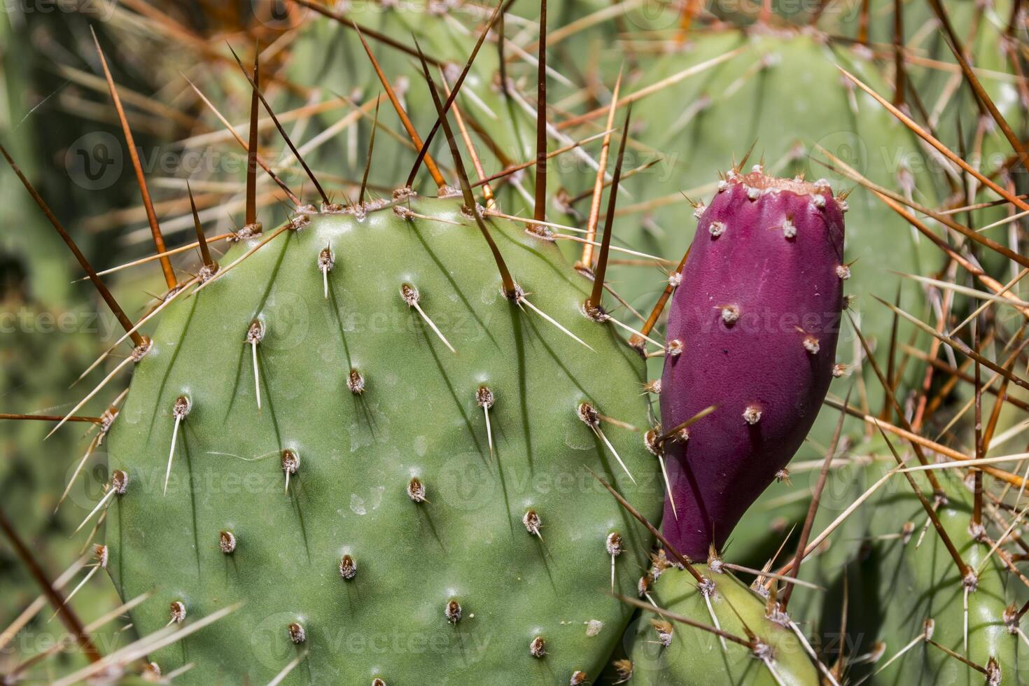 Cactus field close up. photo