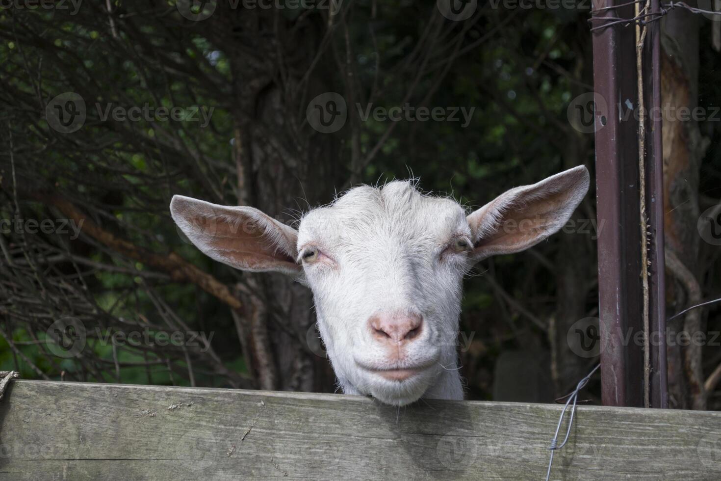 Funny face of goat in the farm. Countryside. photo