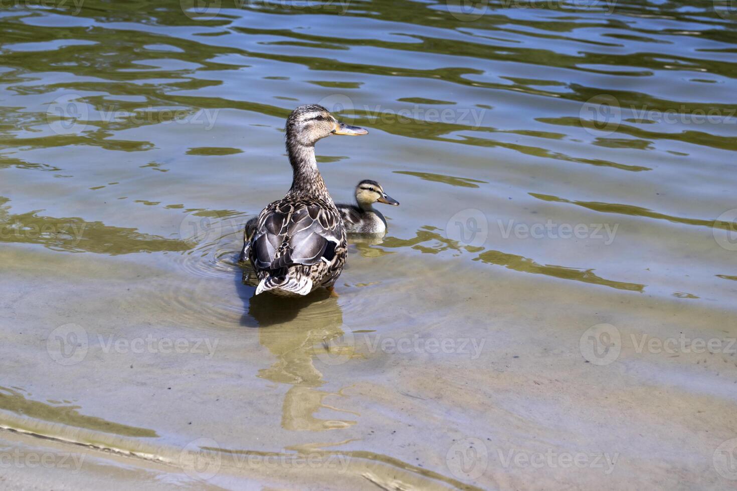 The duck with ducklings in the pond. photo