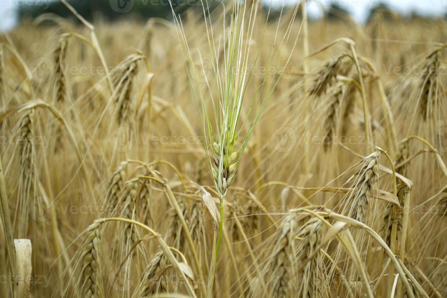 Wheat field at summer. Close up. Wheat background. photo