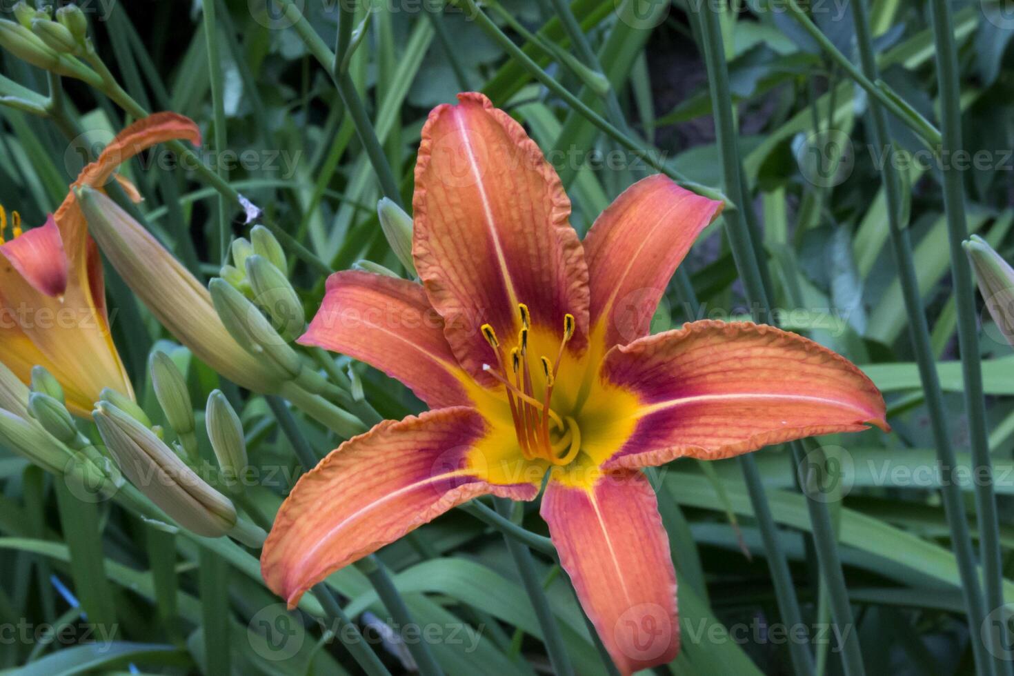 Orange lily. Macro shot. photo