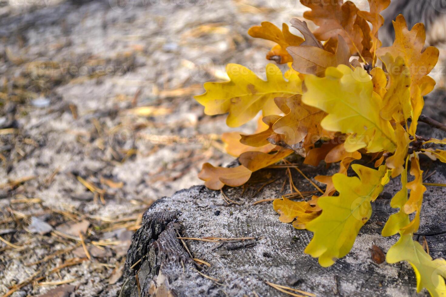 The yellow leaves of an oak tree. Fallen leaves. Oak leaves on the ground. photo