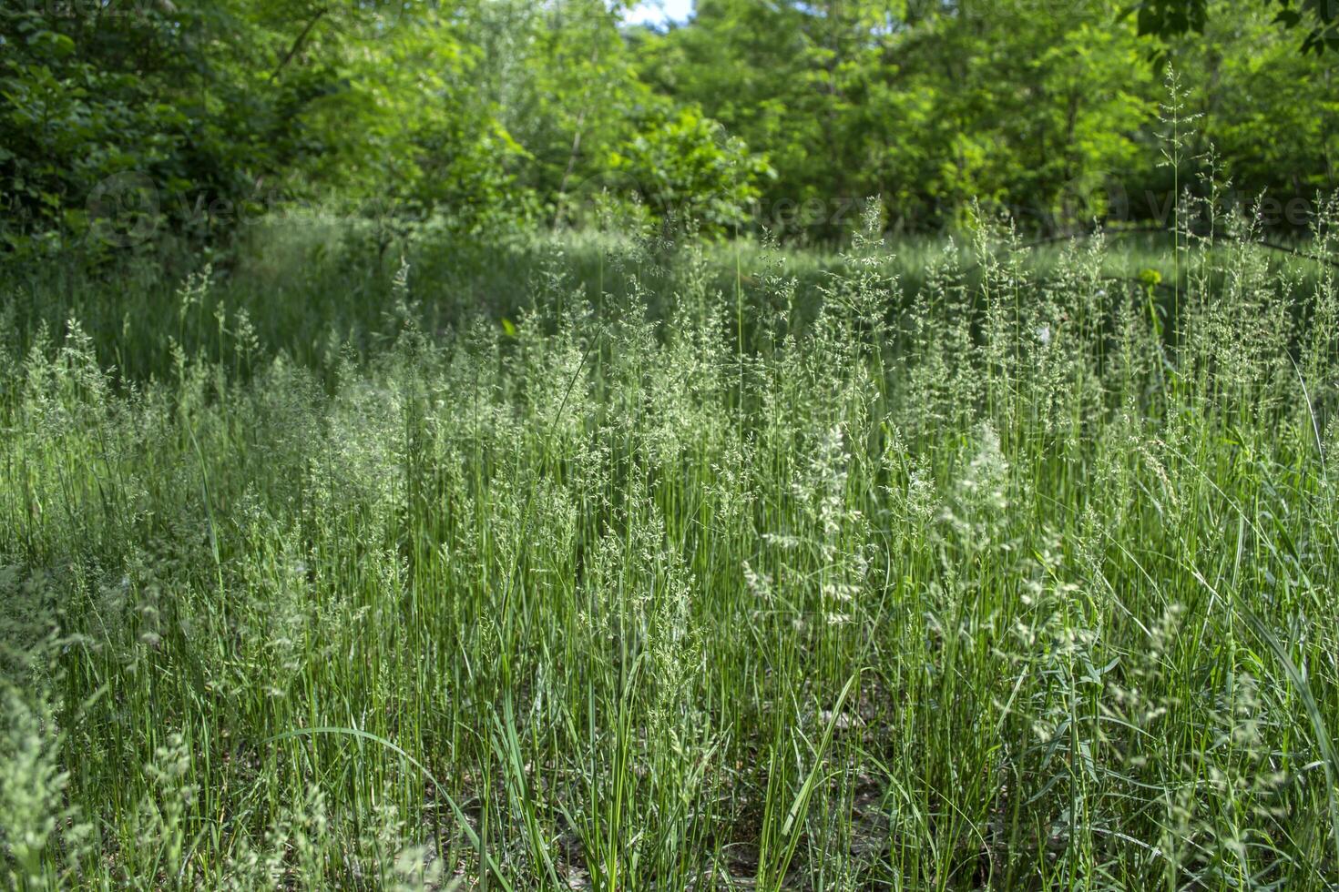 Green summer field. Close up. photo