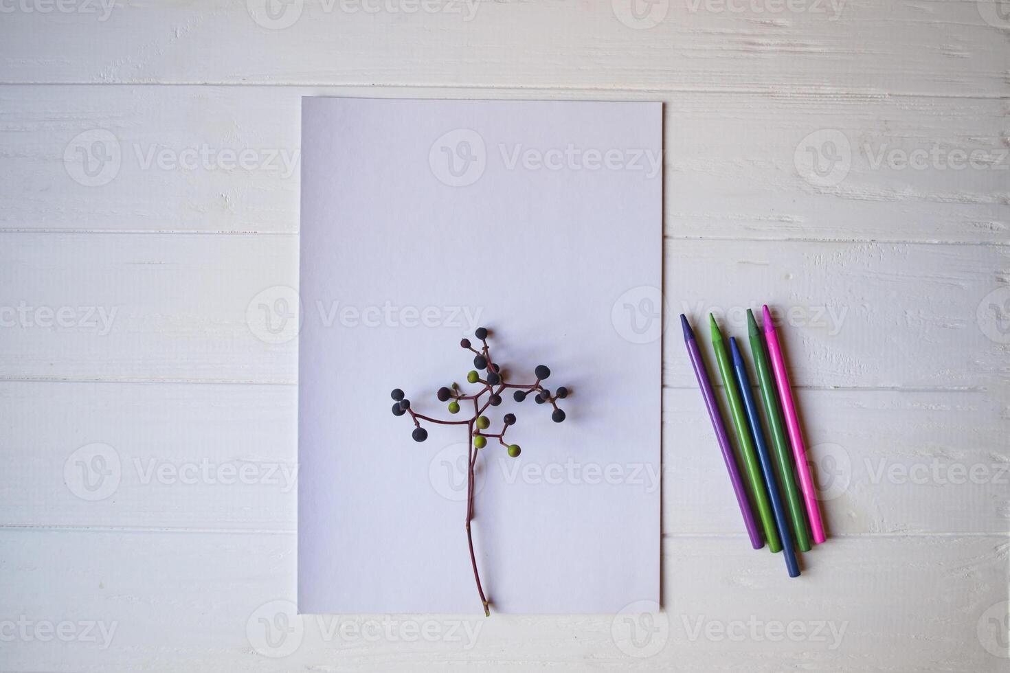 White paper, multi-color pencils and branch of wild grape. photo