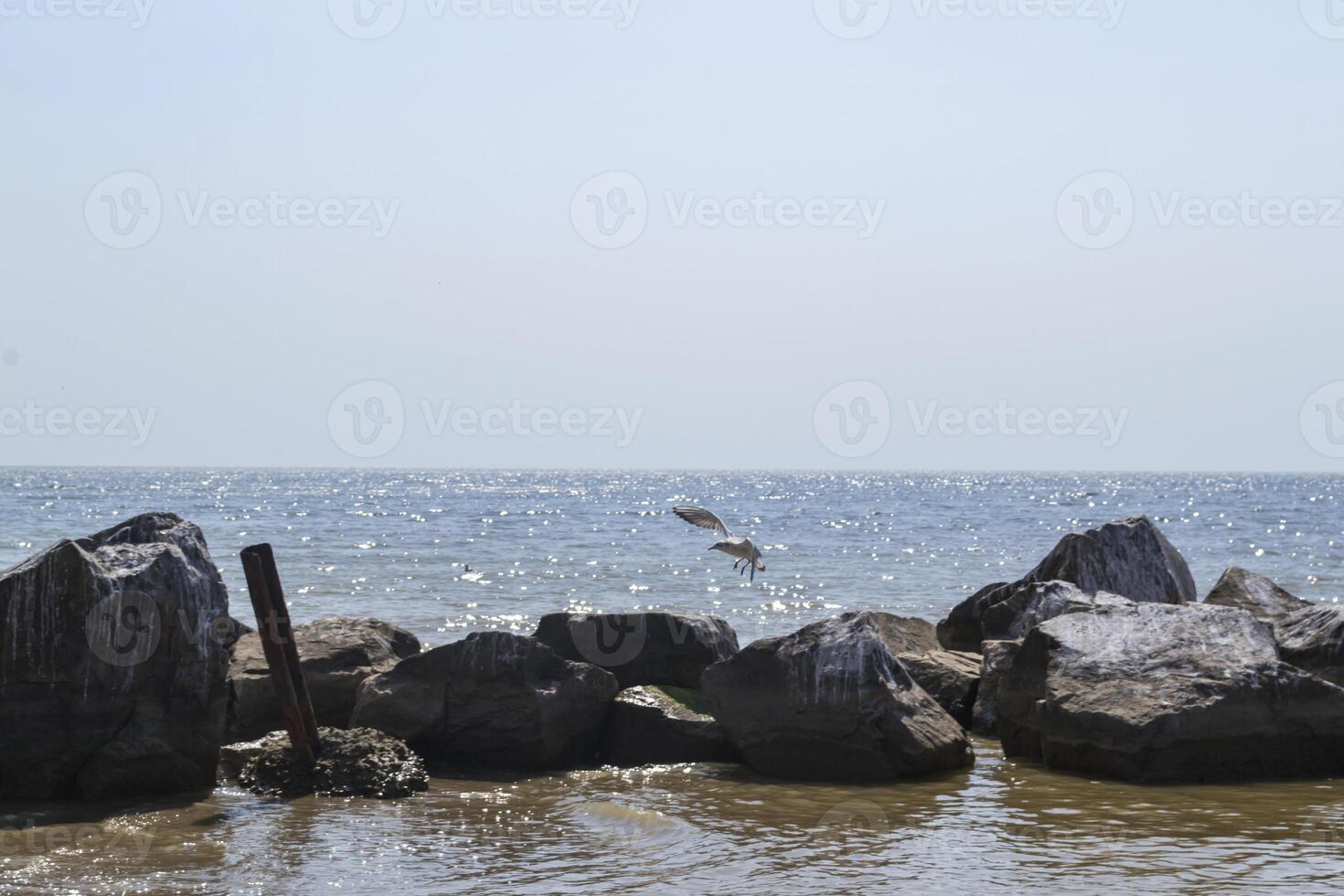 Seagulls on the big stones in the sea. Beautiful seascape. photo