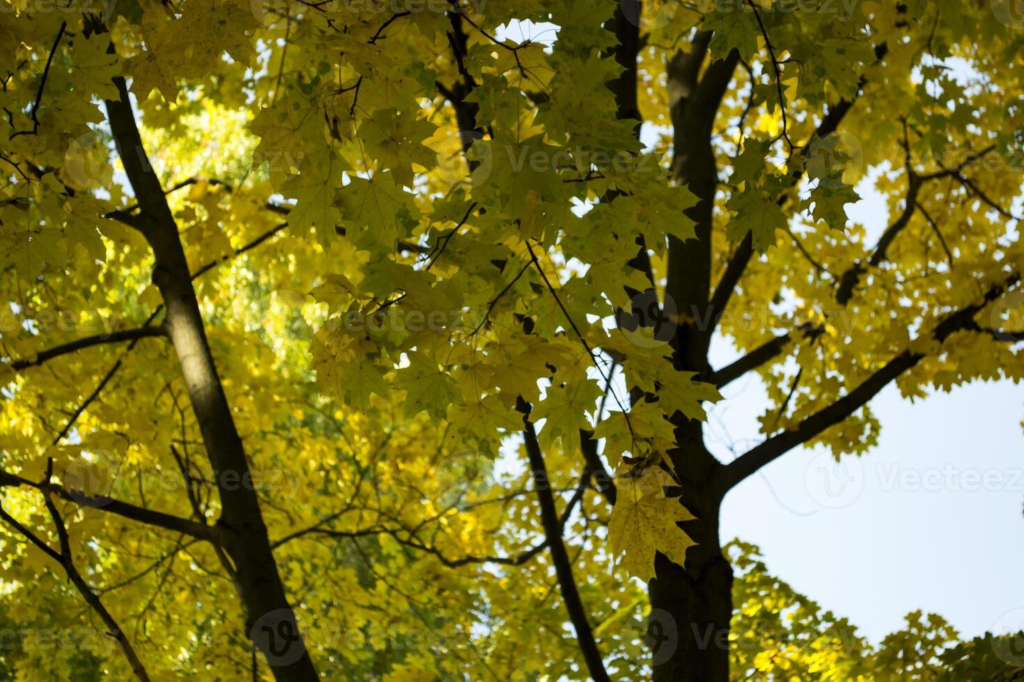 Deciduous forest at autumn. Beautiful maple trees. Golden fall. photo