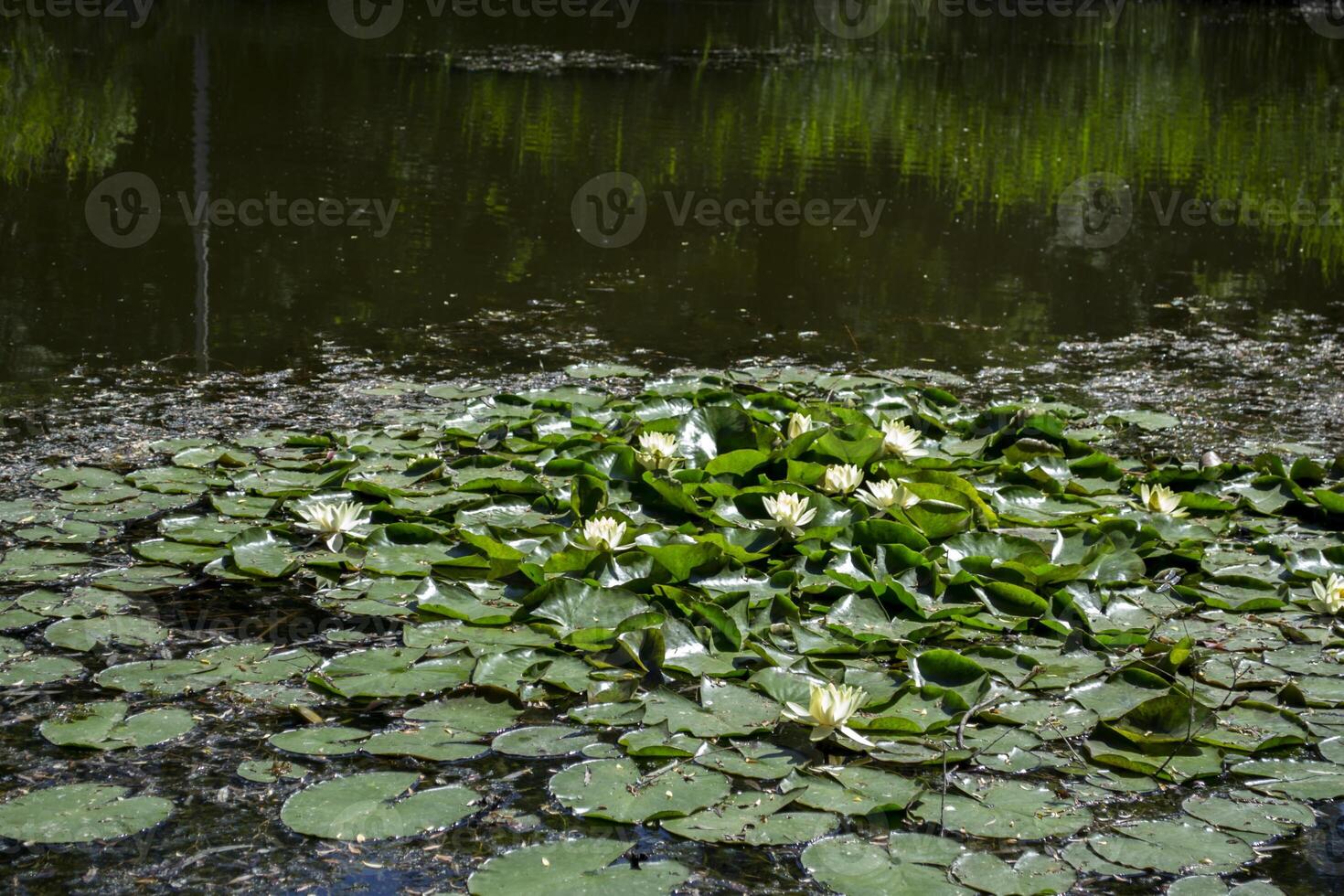Water lily in the pond. photo