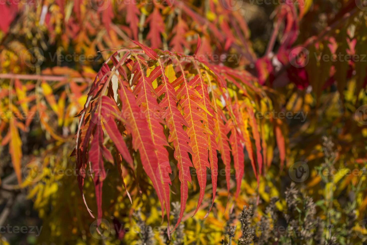 Red leaves pattern. Red natural texture. photo