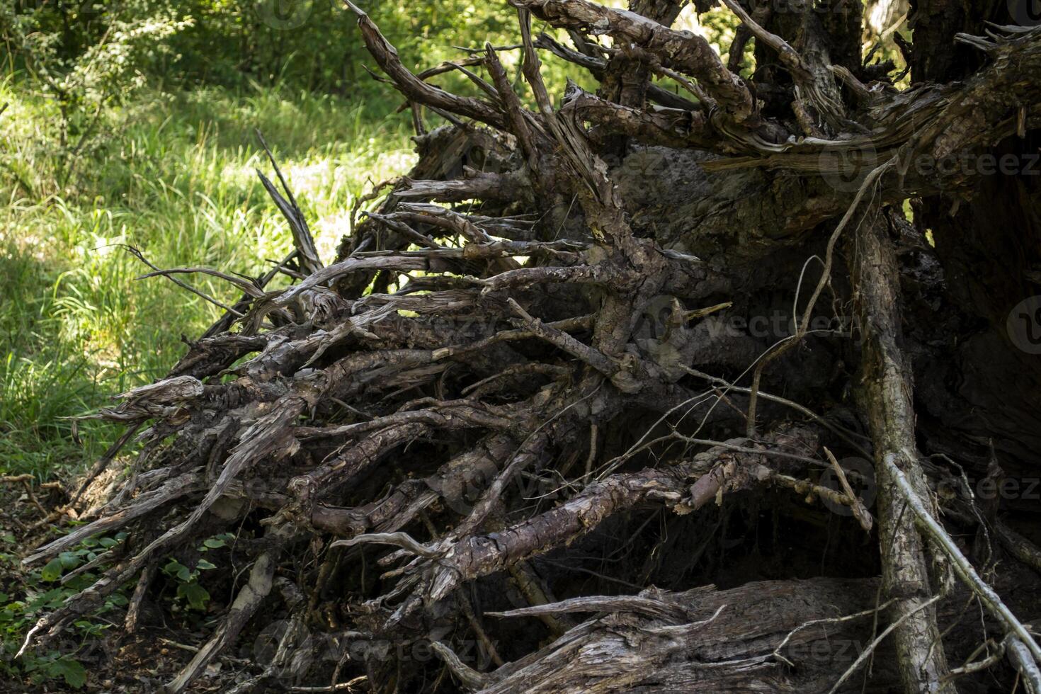 The roots of old tree. photo