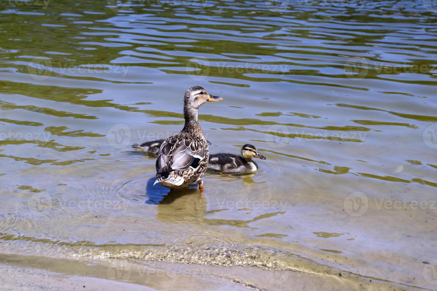 The duck with ducklings in the pond. photo