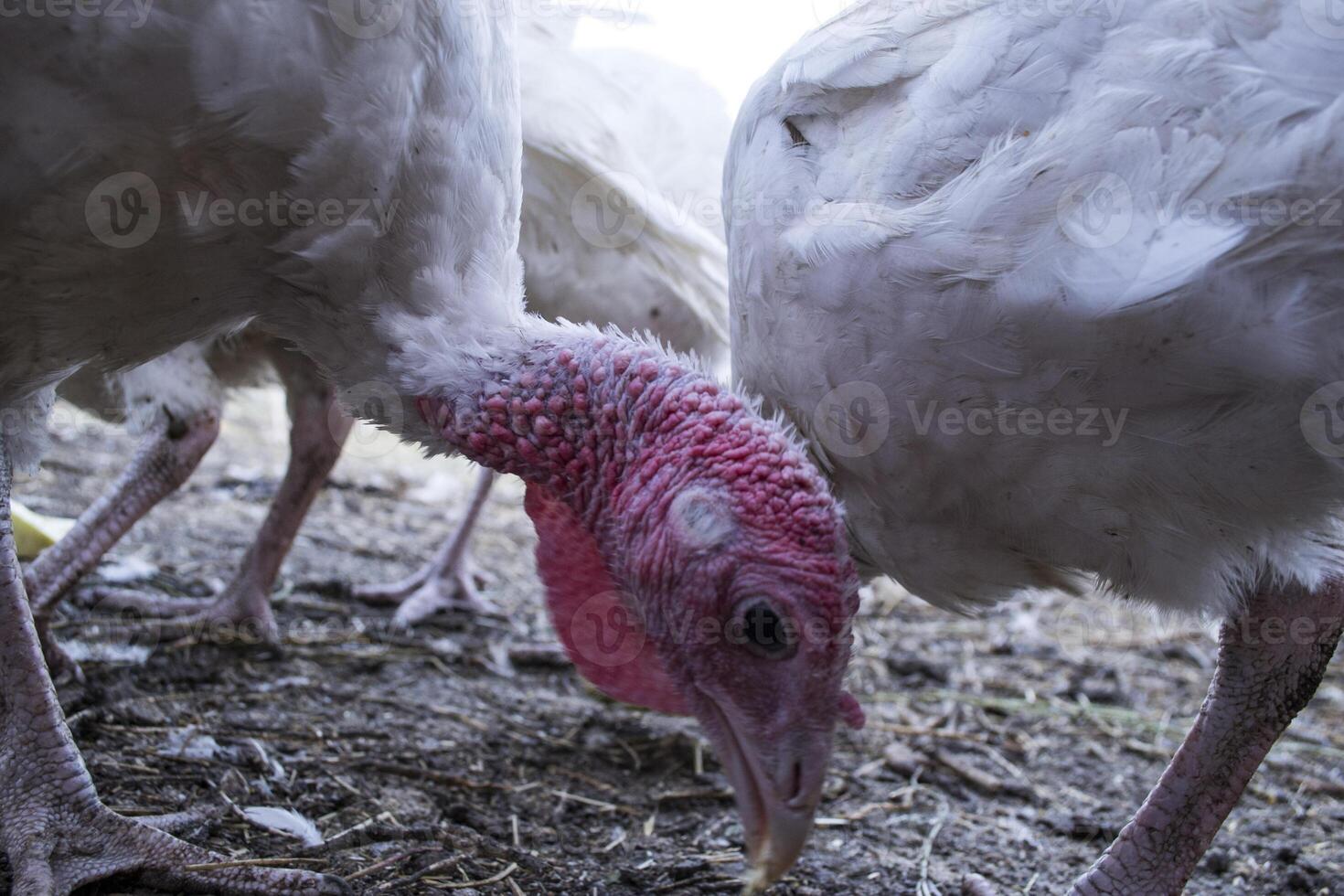 The turkeys in a hen house. The bird farm. photo