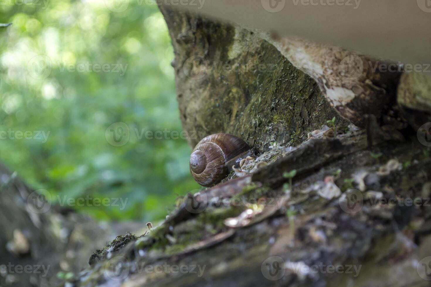 Snail shell on the trunk of tree. photo