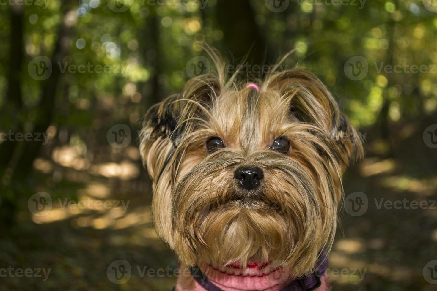 Yorkshire terrier in the park at autumn. Cute dog outdoor. photo