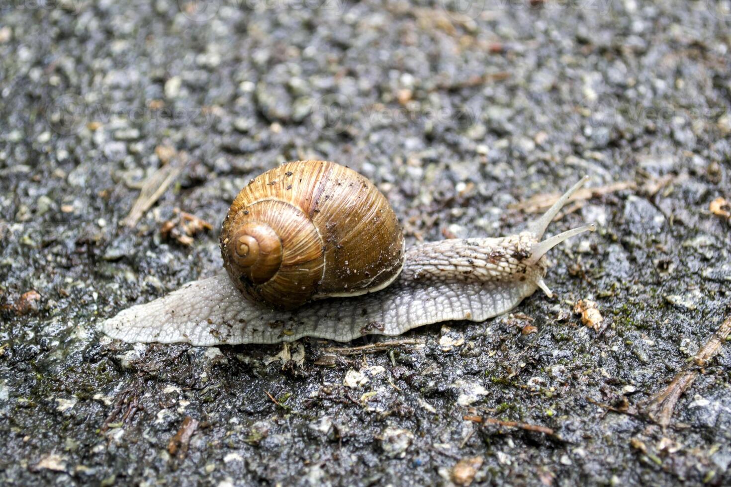 Snail on asphalt after rain. Wild nature close up. photo