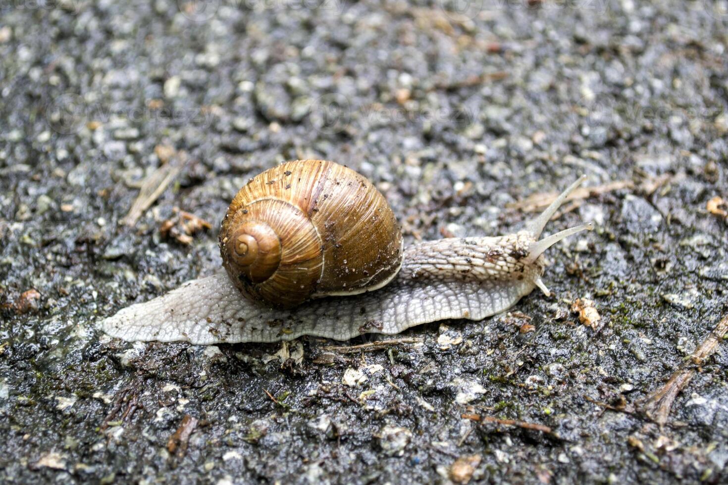 caracol en asfalto después lluvia. salvaje naturaleza cerca arriba. foto