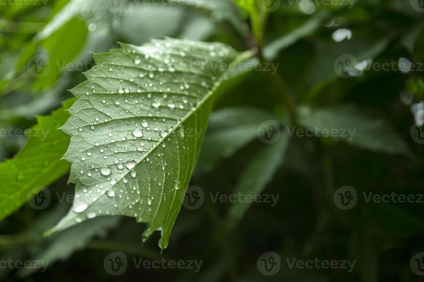 Green leaf covered by raindrops, macro photography. photo