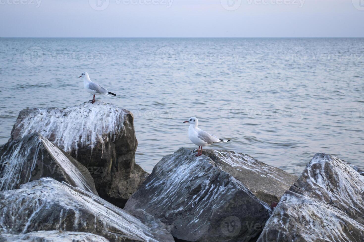 gaviotas en el grande piedras en el mar. hermosa marina. foto