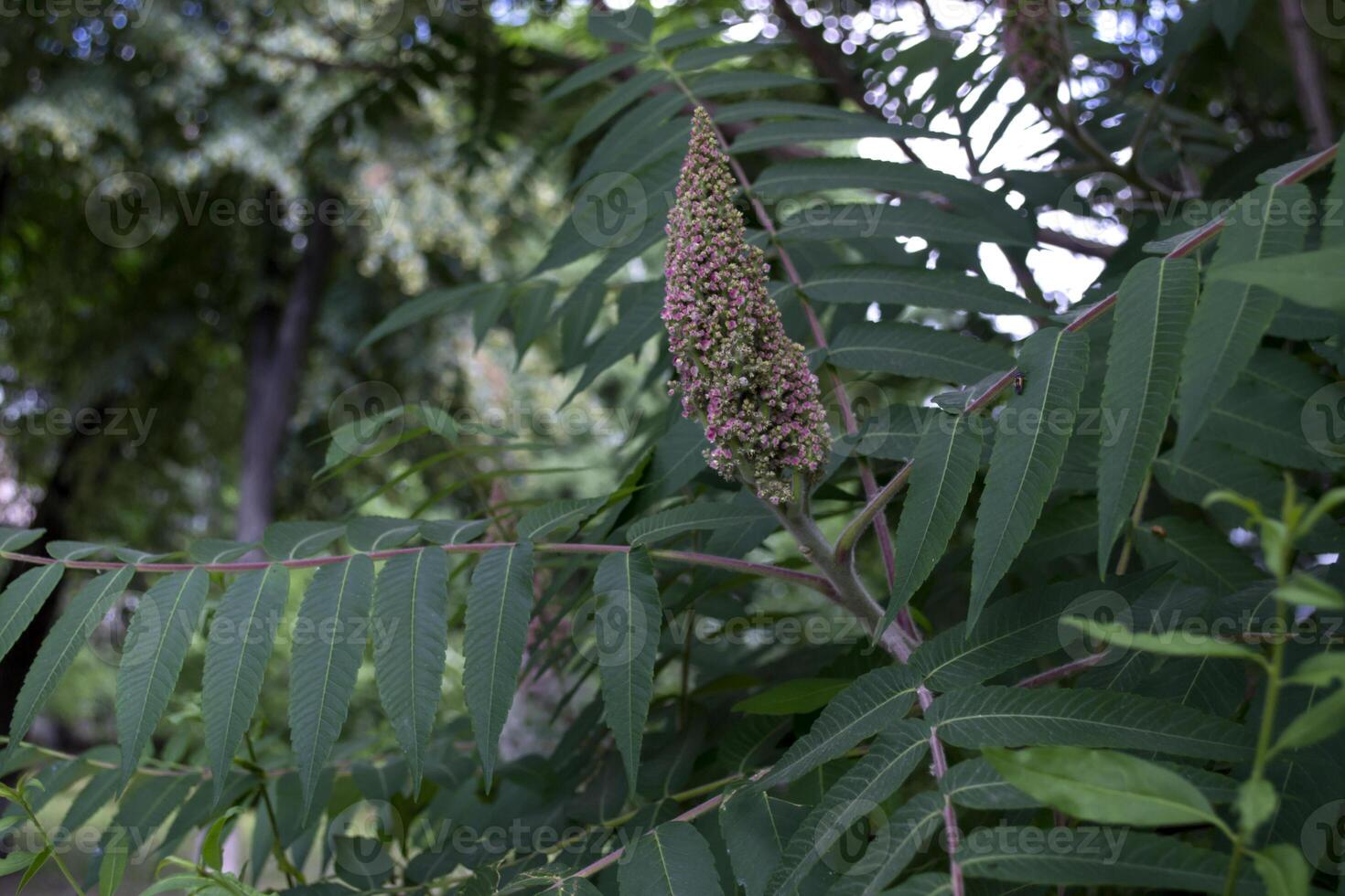 el floreciente de hermosa árbol. natural modelo. foto