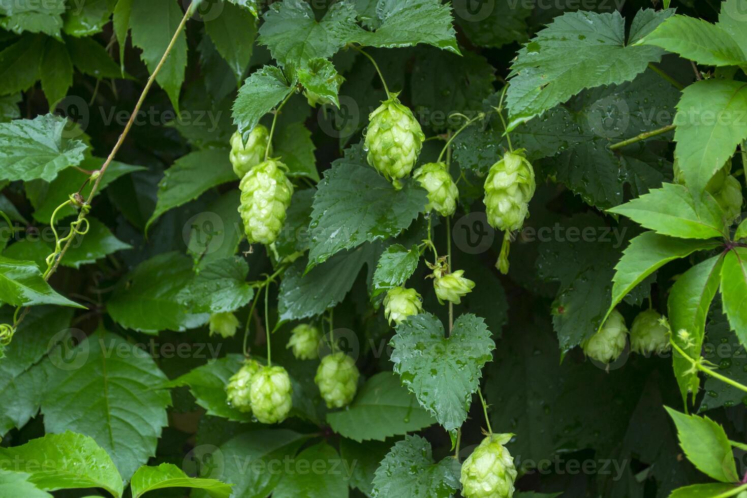 Fresh cones of hop on the bushes. The hops field. photo