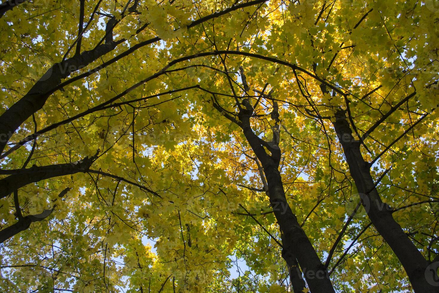 Deciduous forest at autumn. Beautiful maple trees. Golden fall. photo
