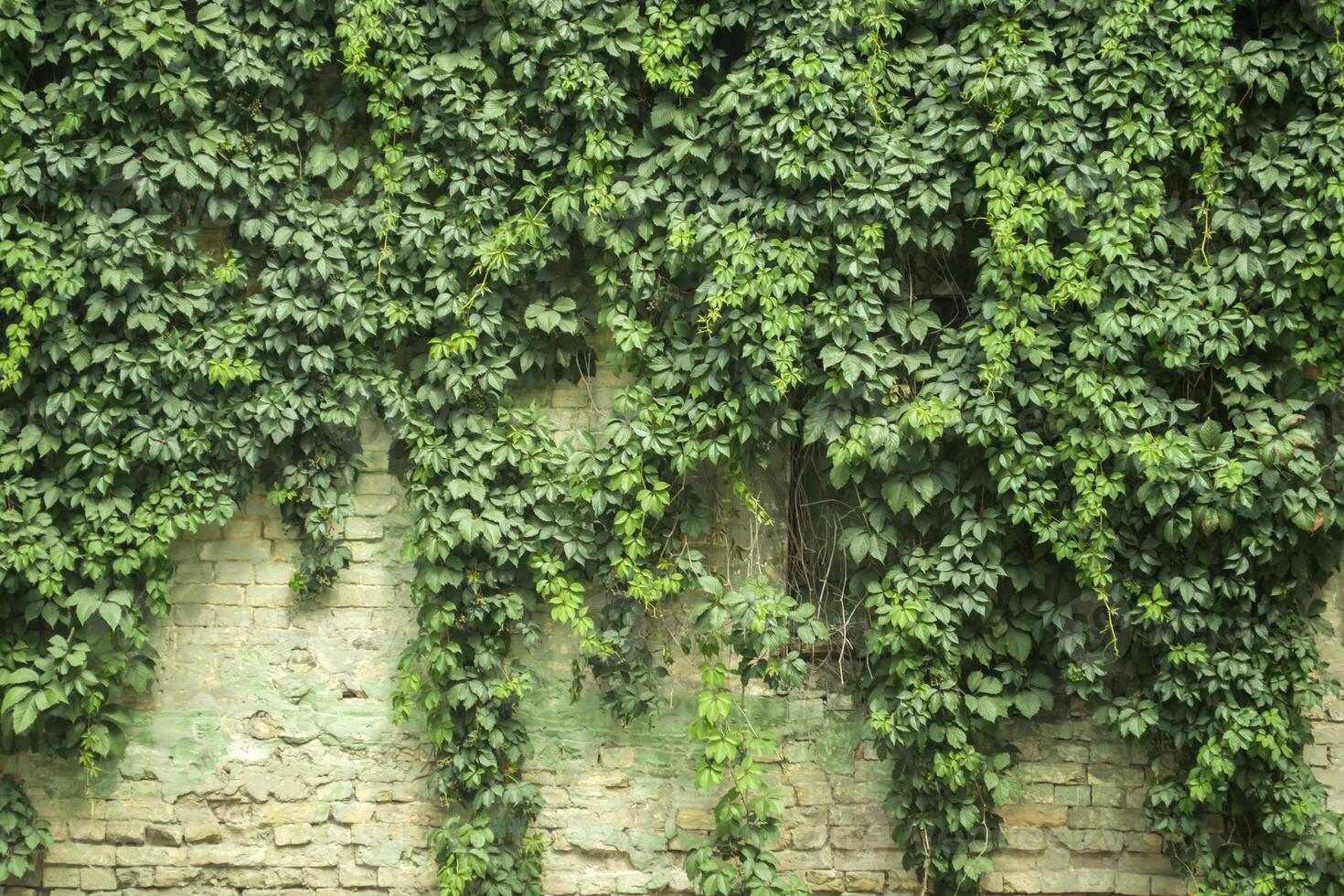 Retro wall covered by wild grapes. photo