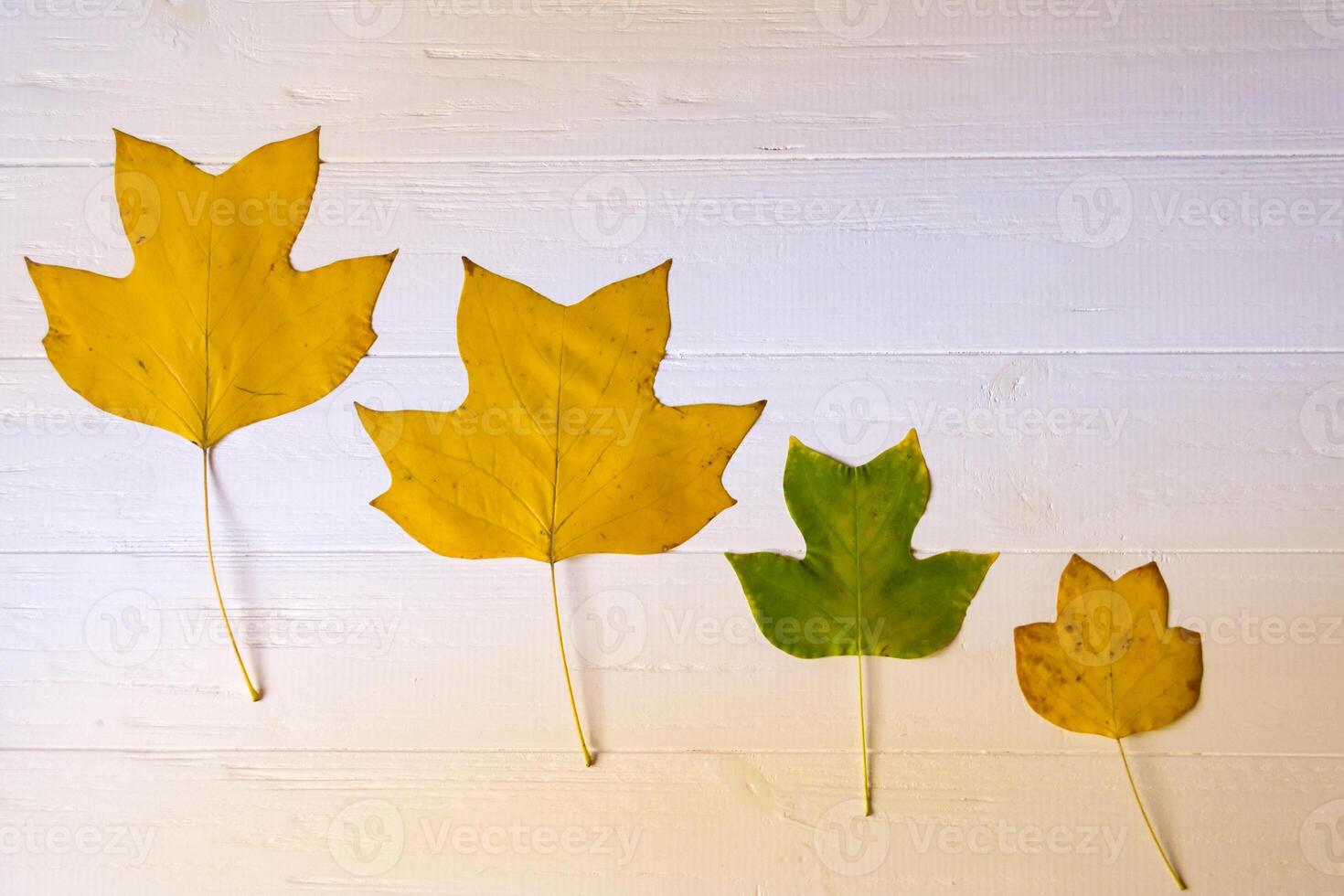 Autumn leaves on a white wooden background. Bright pattern. photo