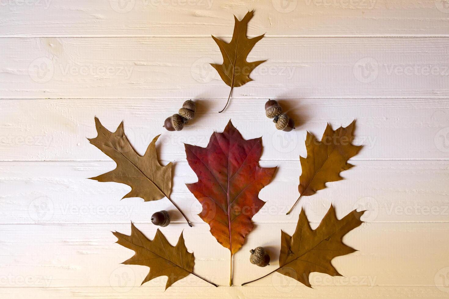 Autumn leaves on a white wooden background. Bright pattern. photo