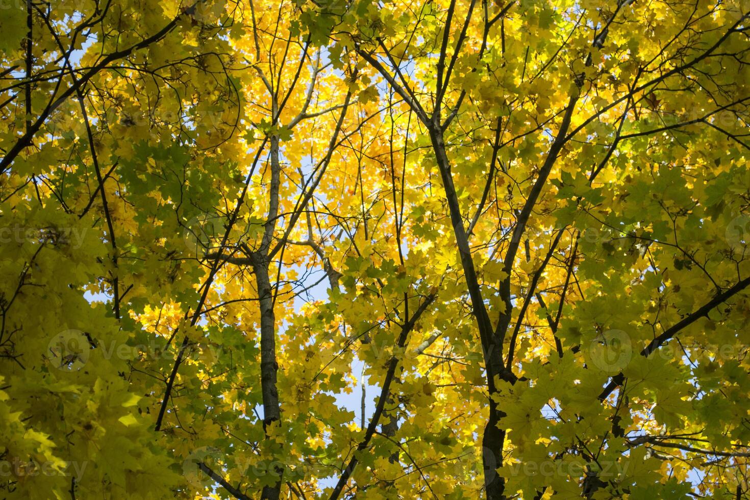 Deciduous forest at autumn. Beautiful maple trees. Golden fall. photo