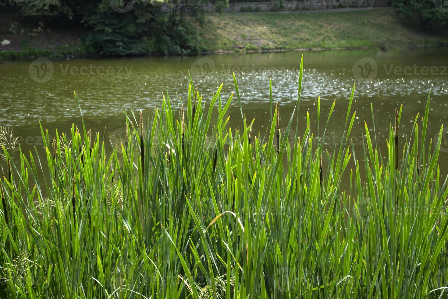 Green bulrushes near lake at summer. photo