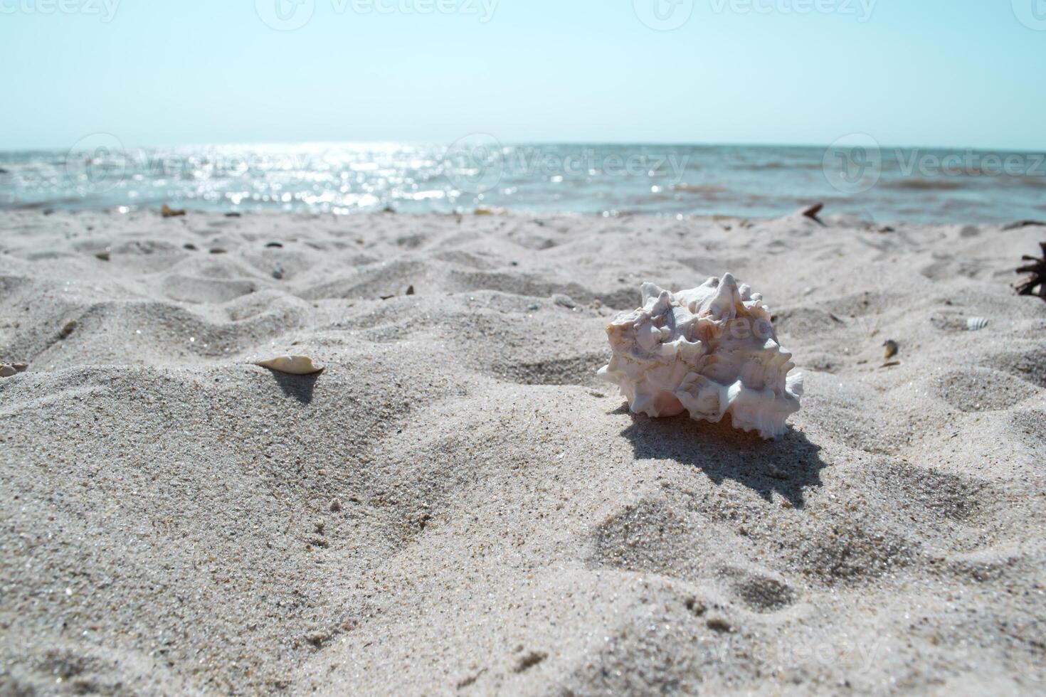 Beautiful seashell on the sand of the beach. Mollusk shell. photo