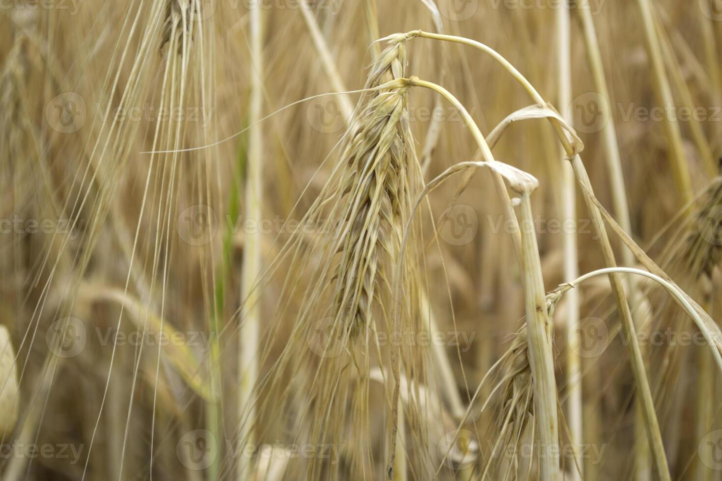 Wheat field at summer. Close up. Wheat background. photo