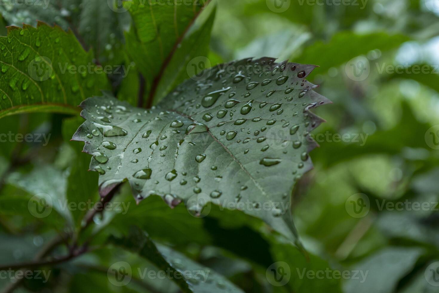 Green leaf covered by raindrops, macro photography. photo