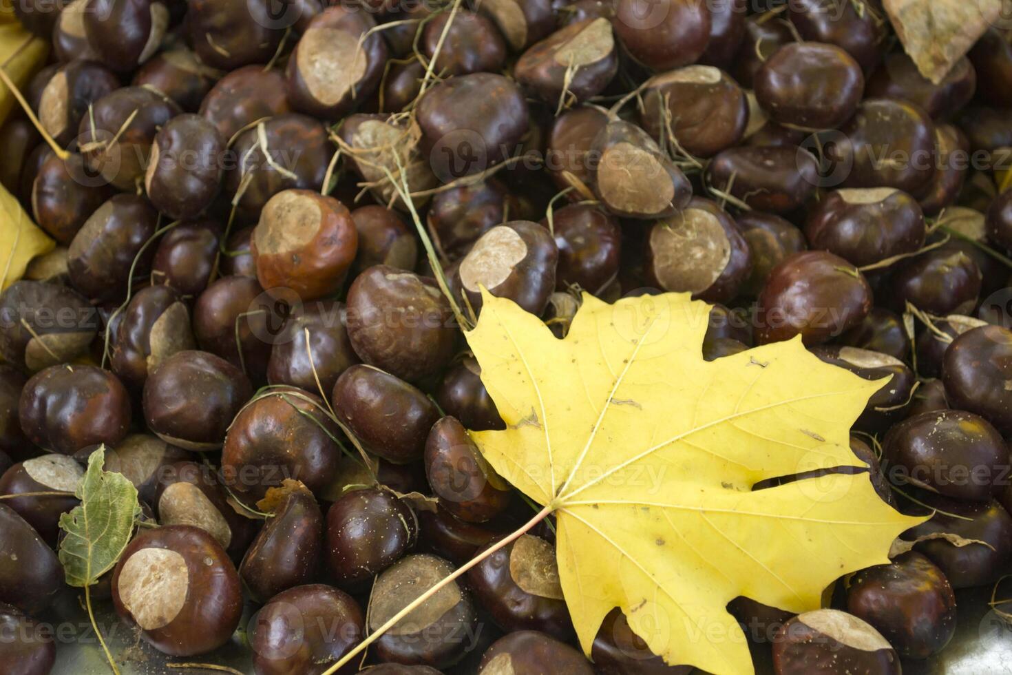 A lot of chestnuts. Chestnut background with maple leaf. photo