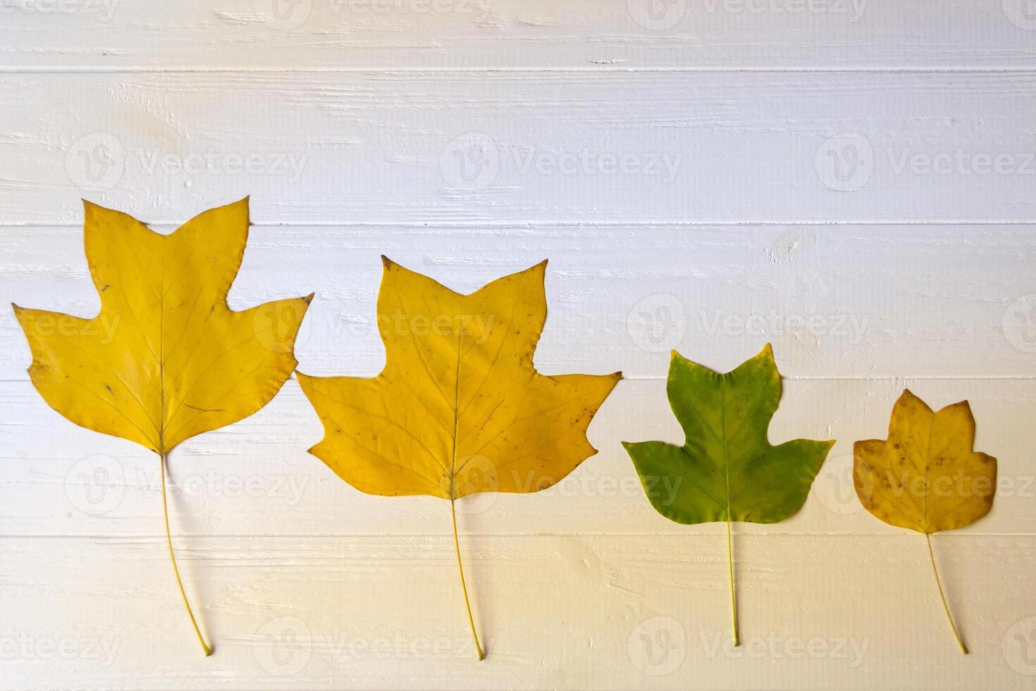 Autumn leaves on a white wooden background. Bright pattern. photo