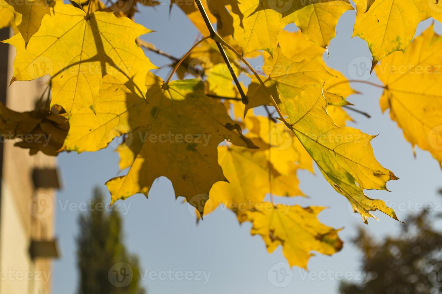 Deciduous forest at autumn. Beautiful maple trees. Golden fall. photo