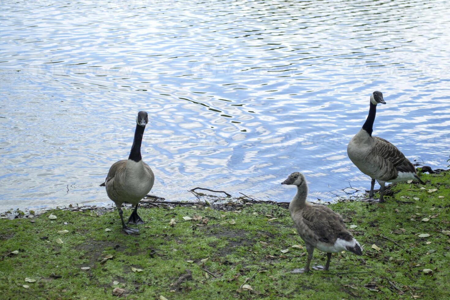 Canadian geese family by the lake in the forest photo
