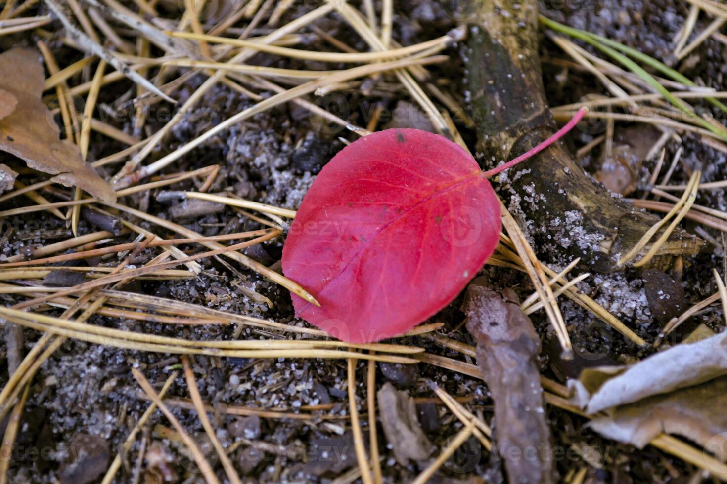 Red leaf of fall. Beautiful autumn background. photo
