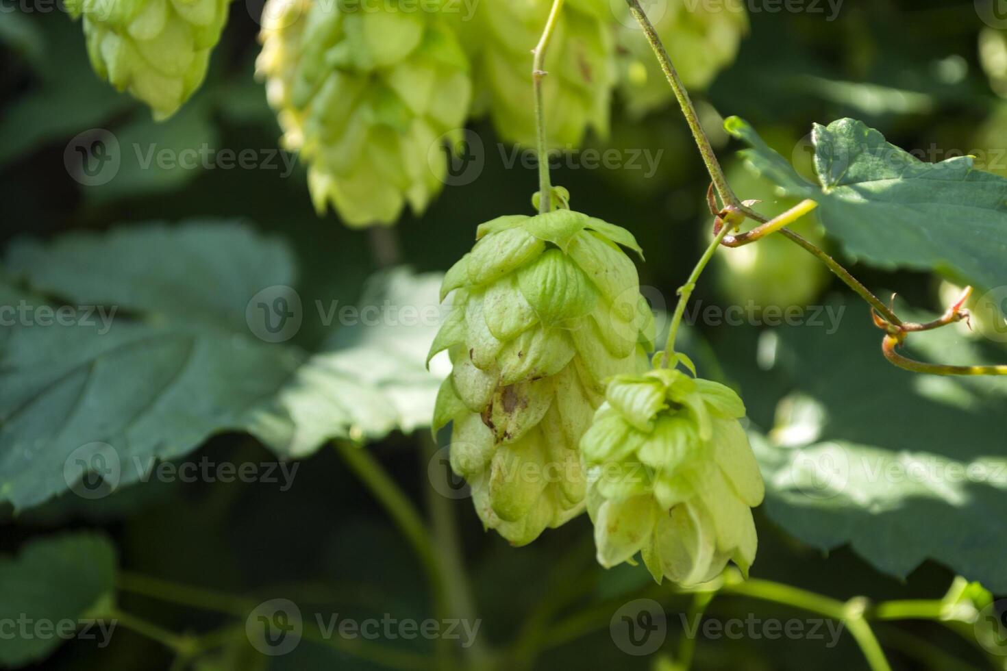 Fresh cones of hop on the bushes. The hops field. photo