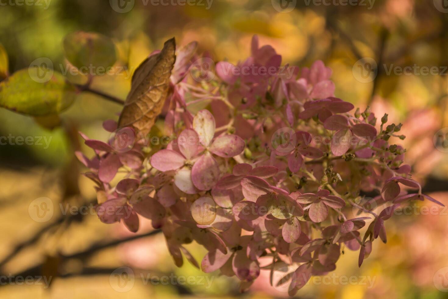 Pink hortensia wallpaper. photo