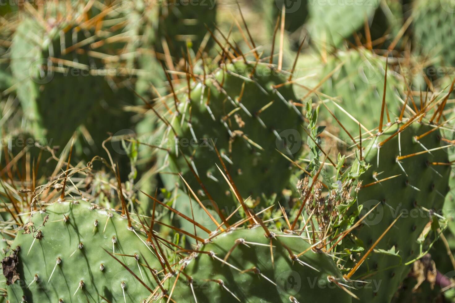 Cactus field close up. photo