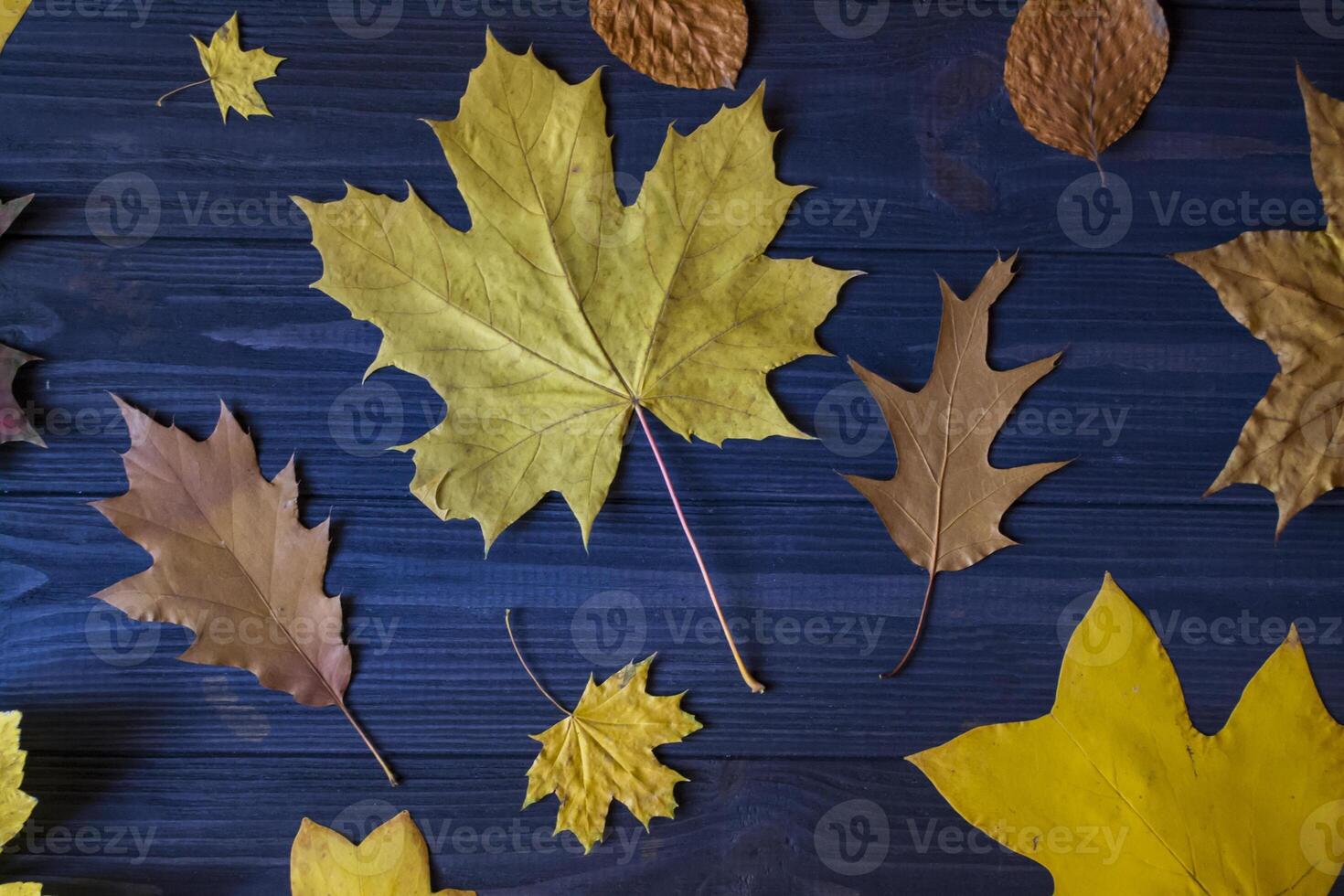 Beautiful autumn leaves and dry fern on blue wooden background. photo